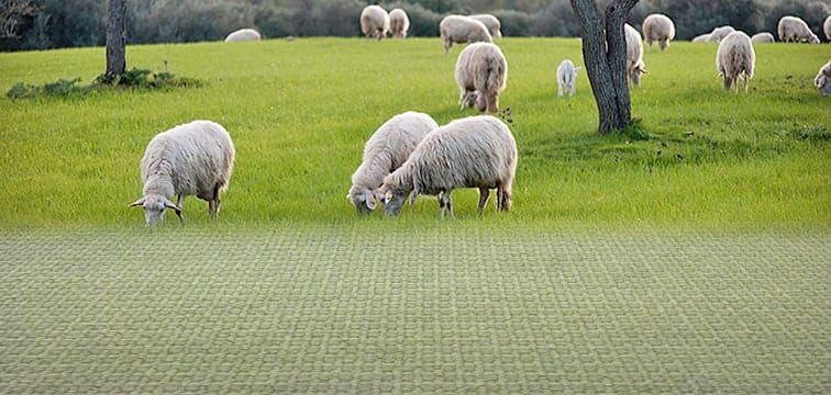 a group of sheep grazing in a field