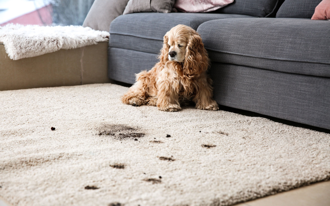 a dog sitting on the floor