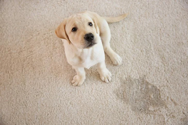 a puppy sitting on carpet looking up at a paw print